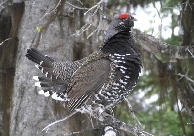 Spruce grouse