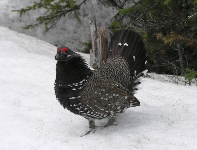 Spruce grouse