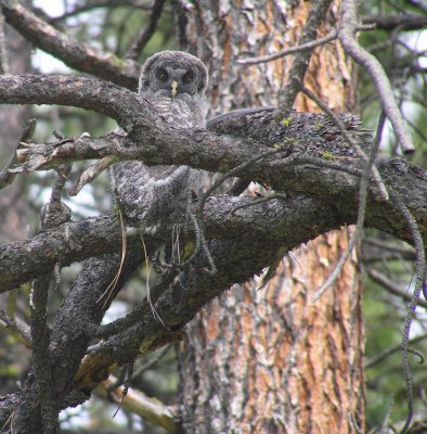 Great Gray owlet