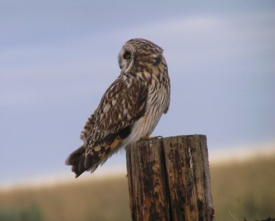 Short eared owl