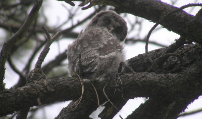 Great Gray owlet