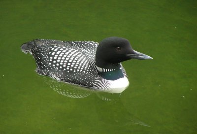 Common Loon