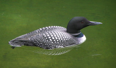 Common Loon