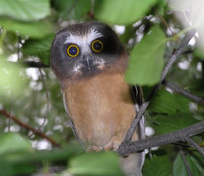 Northern Saw-Whet Owlet