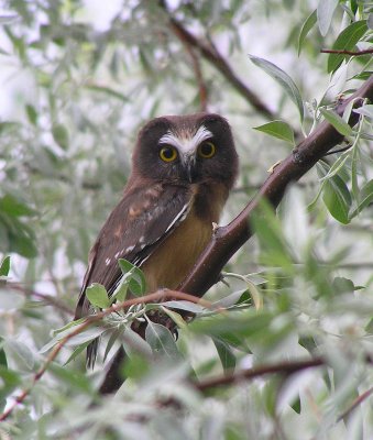 Northern Saw-Whet Owlet