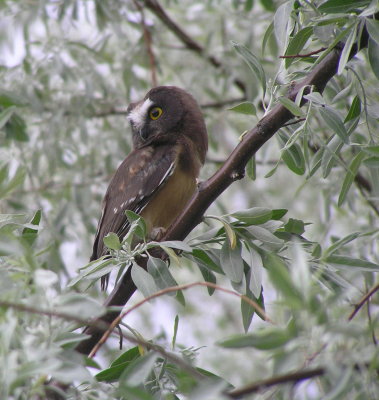 Northern Saw-Whet Owlet