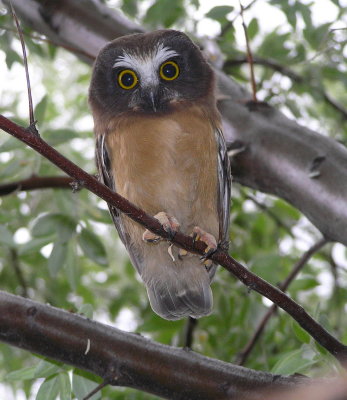 Northern Saw-Whet Owlet