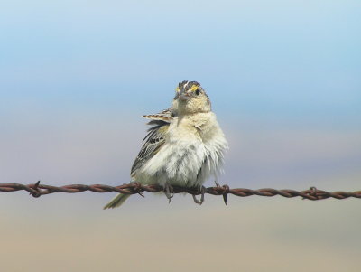 Grasshopper Sparrow