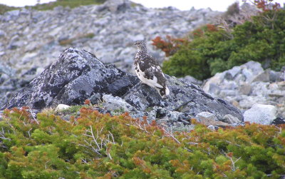 White tailed ptarmigan (male)