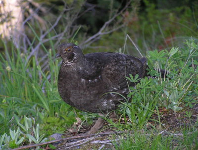 Sooty Grouse Image 2