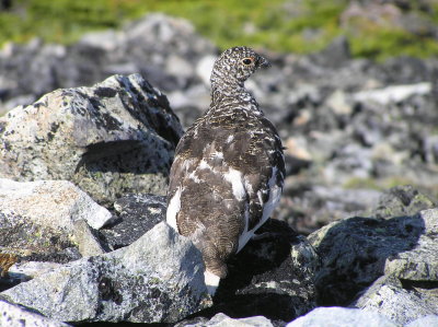 White tailed ptarmigan (male)