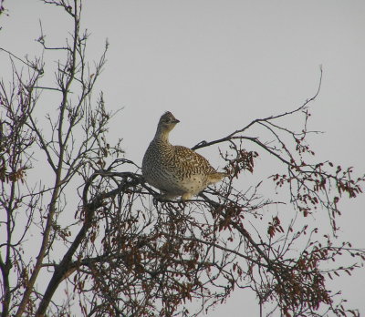 Sharp tailed Grouse
