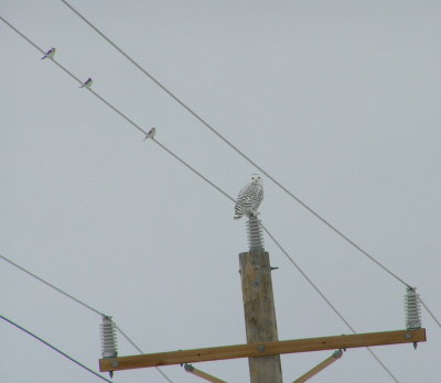 Snowy Owl with snow buntings