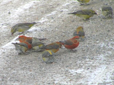 Red Crossbills (1st year and adults)