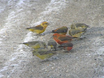 Red Crossbills (1st year and adults)