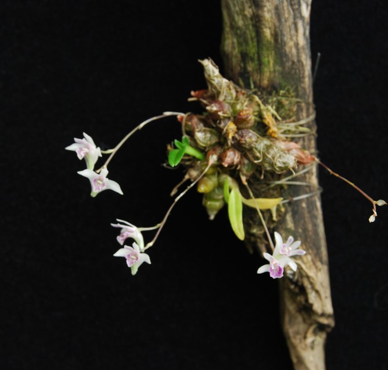 20105414  -   Dendrobium elliotianum Chas   CBRAOS