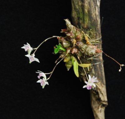 20105414  -   Dendrobium elliotianum 'Chas'   CBRAOS