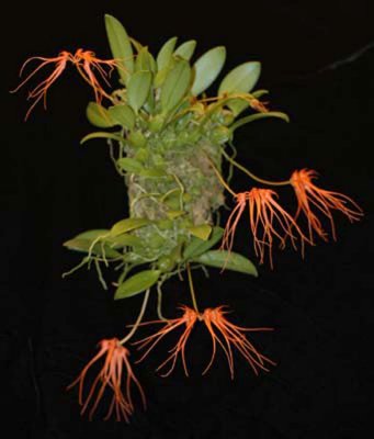 20105484  -  Bulbophyllum tingabarium 'Rojohn' CCM AOS 82 points.jpg