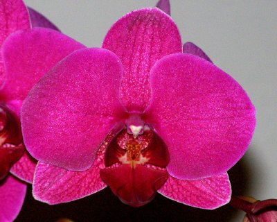 20105407  -   Phal Tung Lins Red-Monkey  'Monkey Vision'  AM AOS 80 points.jpg
