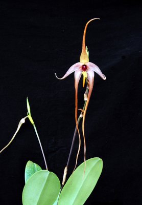 20113333  -   Bulbophyllum echinolabium   'Amanda'   AM-AOS  (86 points)   9-17-2011