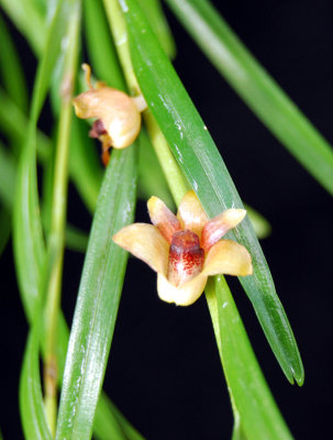 20113336  -  Dendrobium poneroides  J & L   Close-up  CBR-AOS  9-17-2011