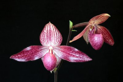 20115600  -  Paph. Delrosi Ovation AM AOS 82 points 3 26 2011.jpg