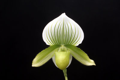 20113340  -  Paph. Hsinying Spring Green Cashs Memory AM AOS 80 points 3 12 20111.jpg