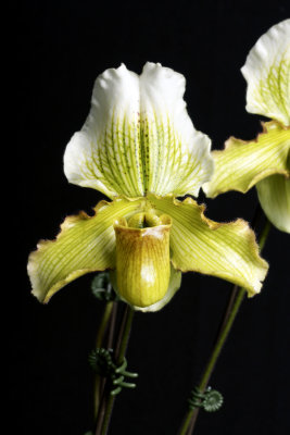 20113311 -  Paph. Hsinying Yosemite Fair  'Prarie Spring'  AM AOS 80 points  1 29 2011.jpg