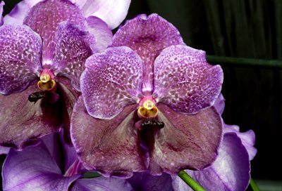 20113313  -  Vanda Pures Wax  'Lee Fliss'   HCC AOS 78 points  2011.jpg