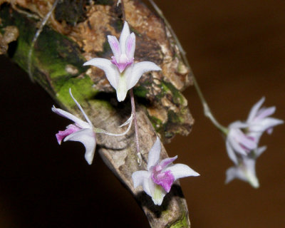 20113320  - Dendrobium elliotianum  Silas  CHM AOS 84 points  2-5-2011.jpg