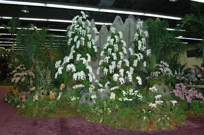 Grand Champion Display -RF Orchids (back side)
