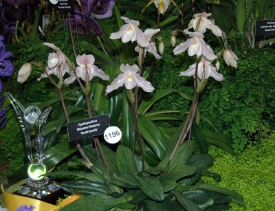 Paph. Wossner Koloniv 'Krull Smith'