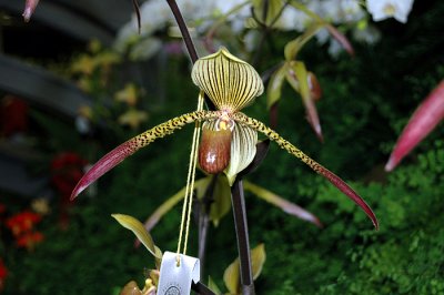 Paph. Julius