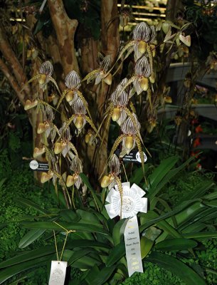 Paph. Saint Swithin