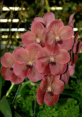 Vanda in Krull-Smith Display