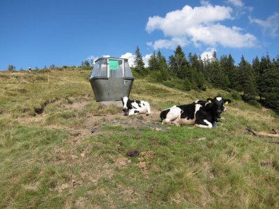 TMM 35 Cows Glaubenberg.jpg