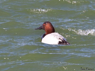 Canvasback5.jpg