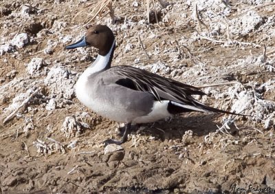northern_pintail