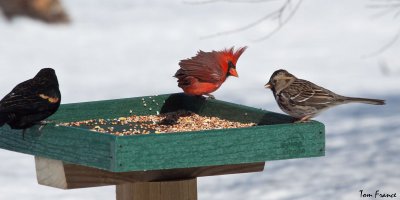 Northern Cardinal  Harris Sparrow.jpg