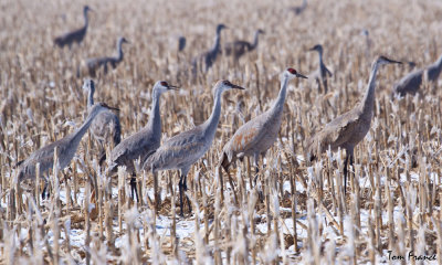 sandhill_cranes_ne
