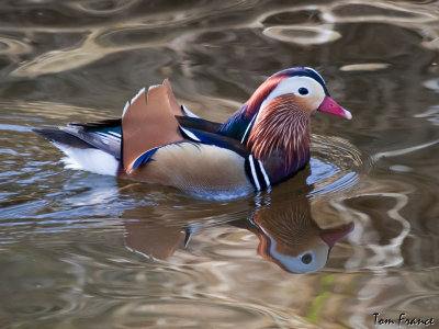 Mandarin Duck5.jpg