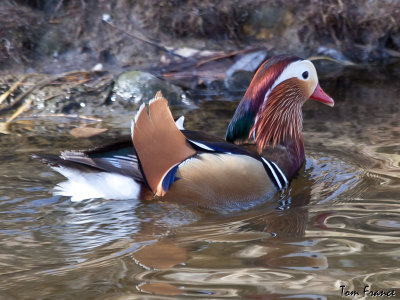 Mandarin Duck6.jpg