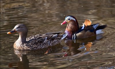 mandarin_duck