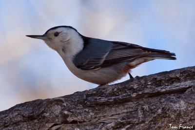 nuthatch_whitebreasted