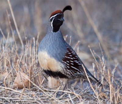 gambels_quail_nm