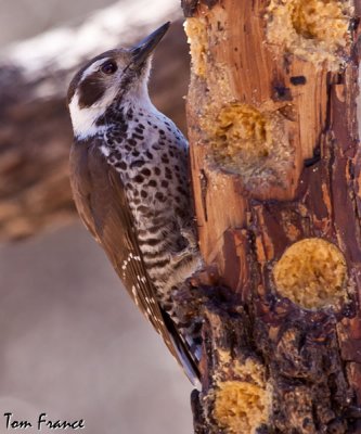arizona_woodpeckers_az