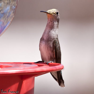blackchinned_hummingbird_az