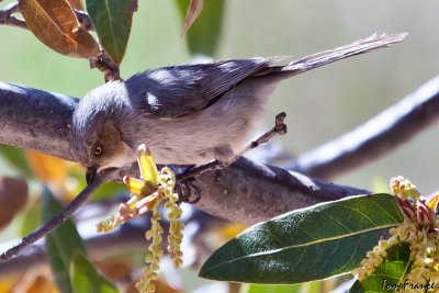 bushtit_az