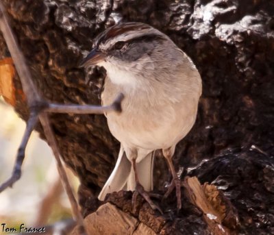 chipping_sparrow_az