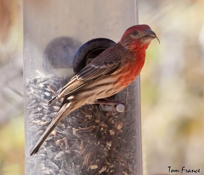 house_finch_az